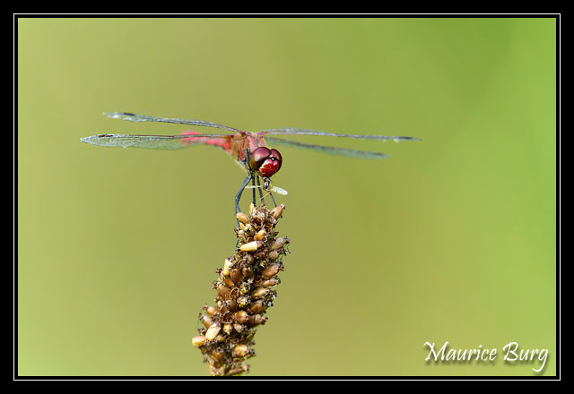 Sympetrum rouge sang