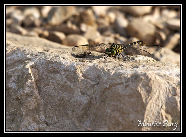 Gomphus