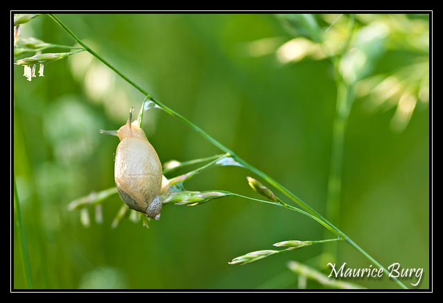 Escargot