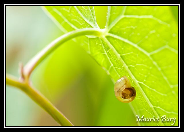 Escargot