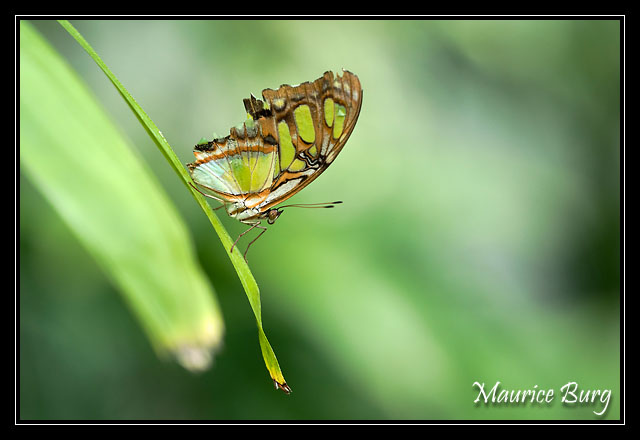 02_Papillons_exotiques