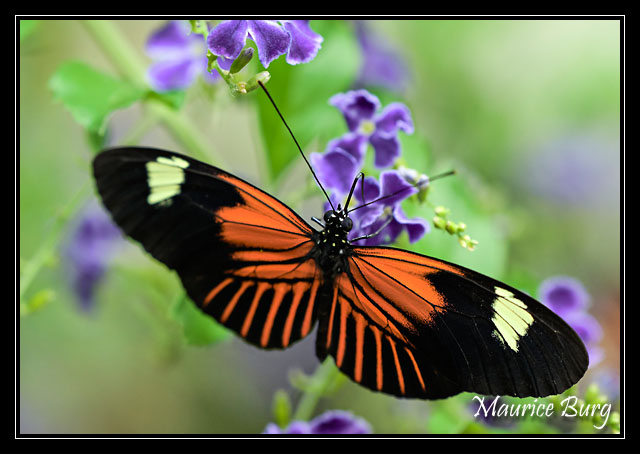05_Papillons_exotiques