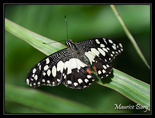 07_Papillons_exotiques