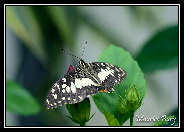 08_Papillons_exotiques