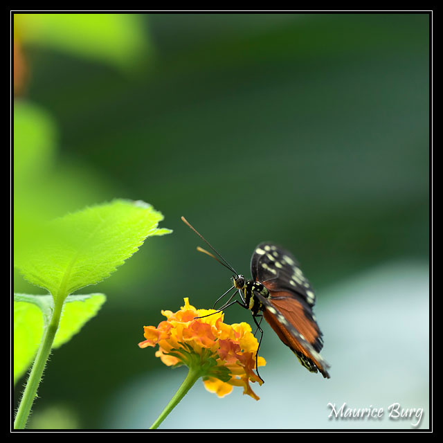 10_Papillons_exotiques