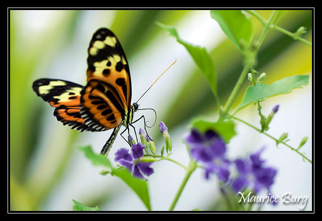 13_Papillons_exotiques