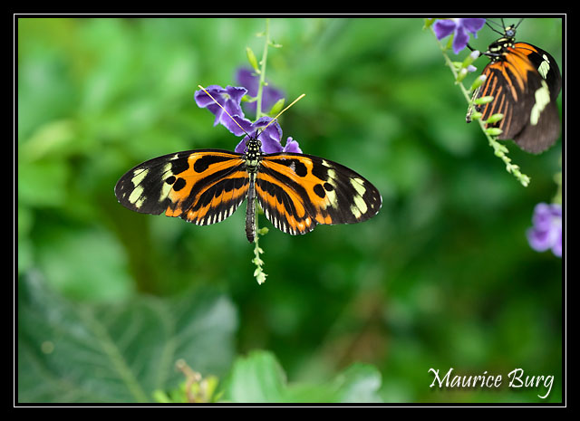 16_Papillons_exotiques
