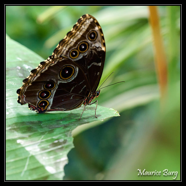 18_Papillons_exotiques
