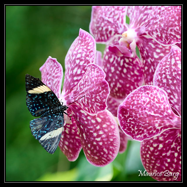 22_Papillons_exotiques