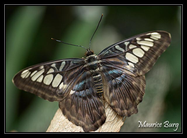 papillon_006