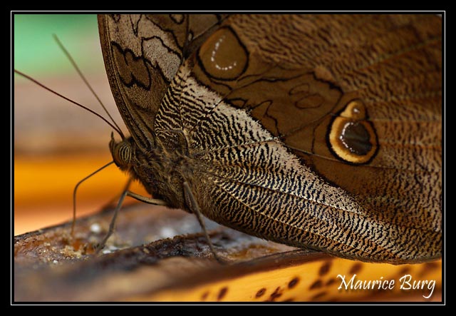 papillon_007