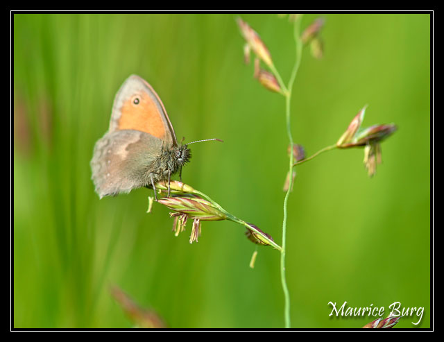 Fadet commun
