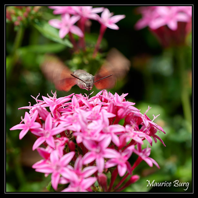 Moro-sphinx