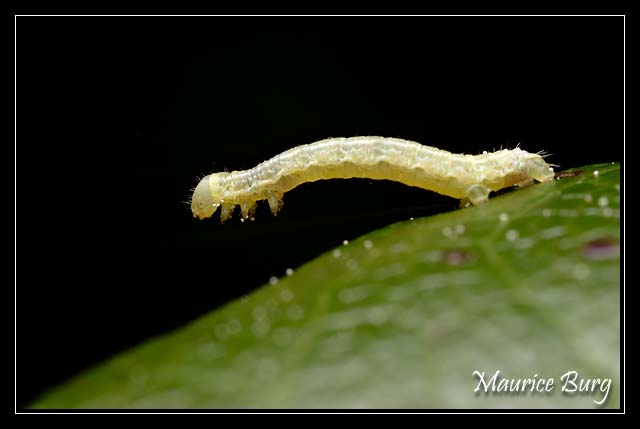 Chenille