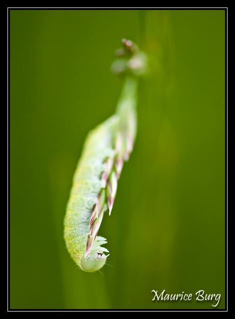 Chenille