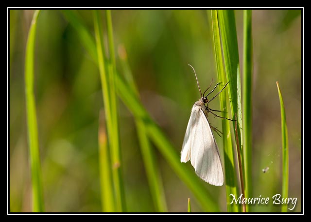 Papillon