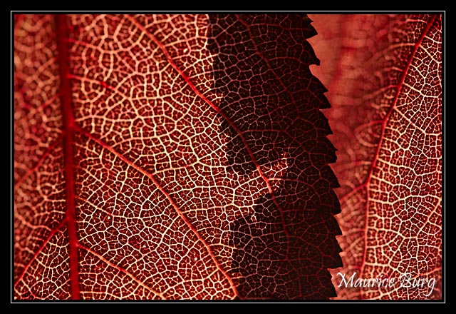 Feuilles de prunus.
