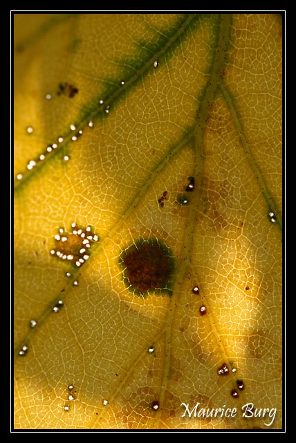 Feuille de bouleau.