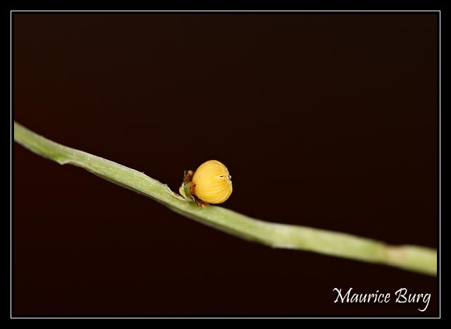 Petite fleur jaune.