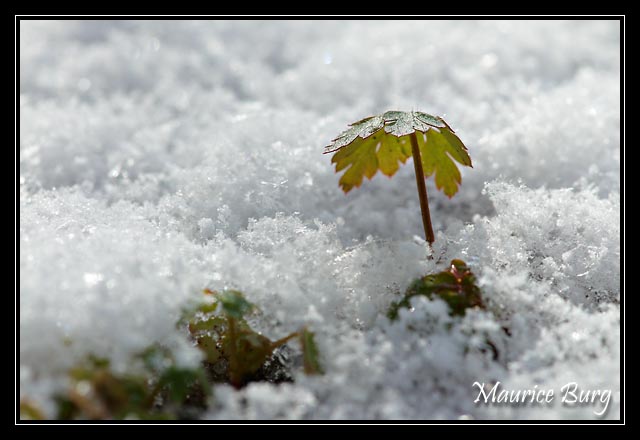 Plus fort que la neige !