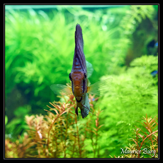 Discus