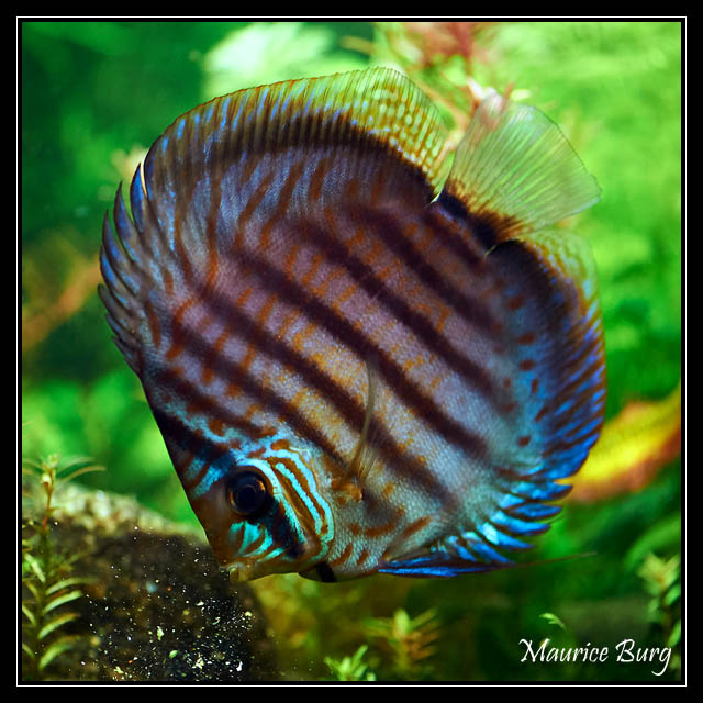 A table!  (Discus)
