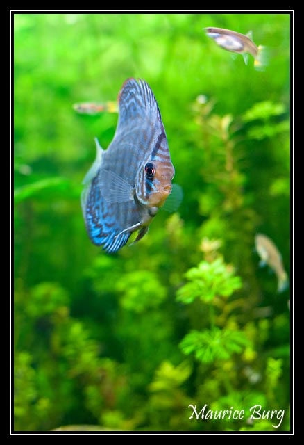 Discus
