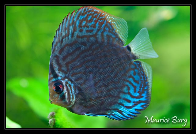 Discus