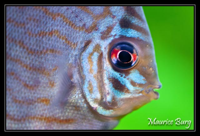 Discus