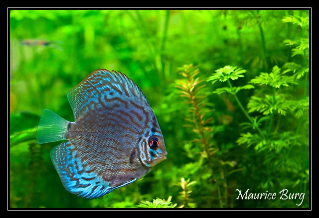 Discus