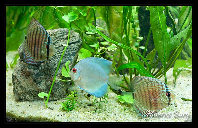 Discus blue cobalt et snake skin