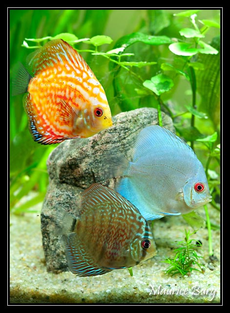 Discus blue cobalt, pigeon blood et snake skin