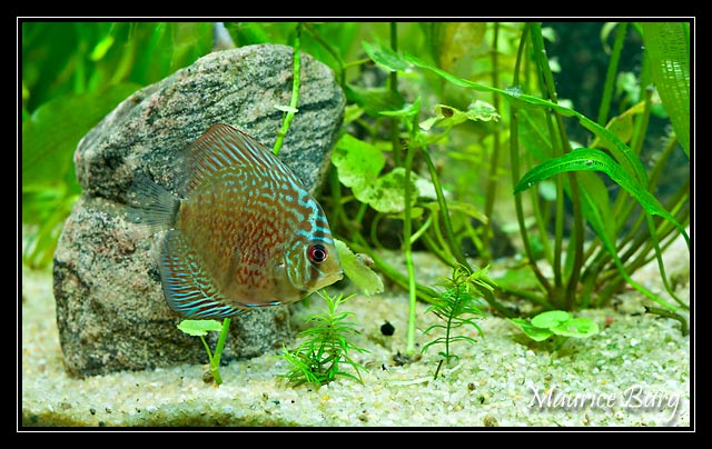 Discus snake skin