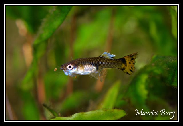 Guppy