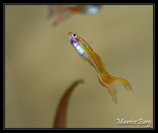 Guppy