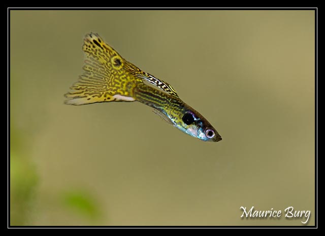 Guppy