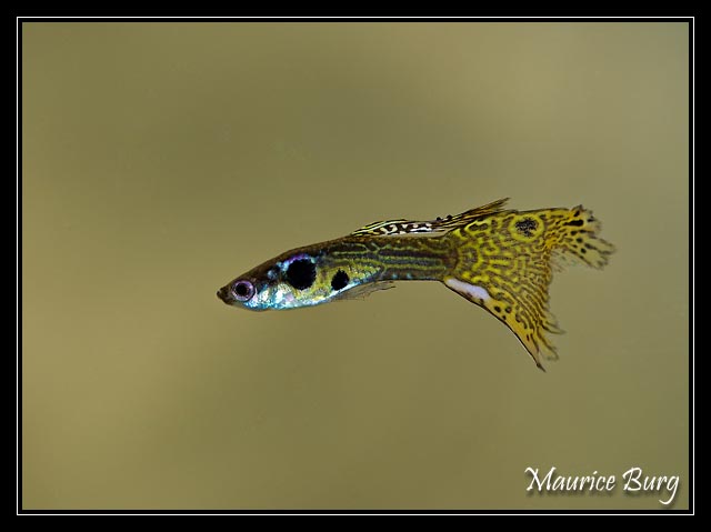 Guppy