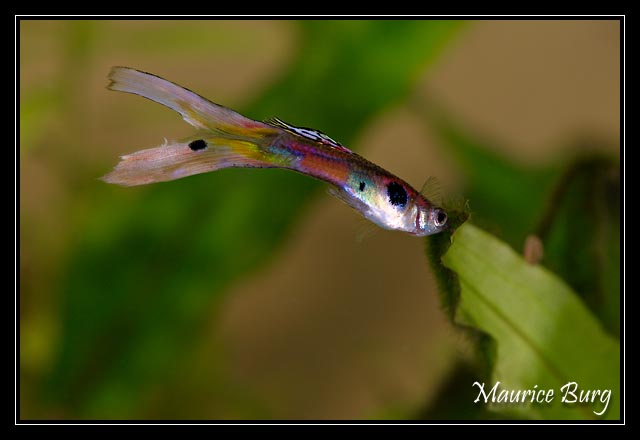 Guppy