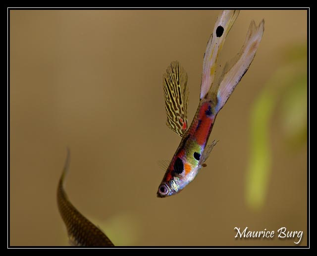 Guppy