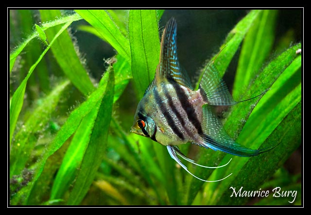 Scalaire