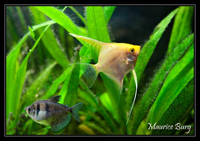 Scalaire et Tetra nain veuve