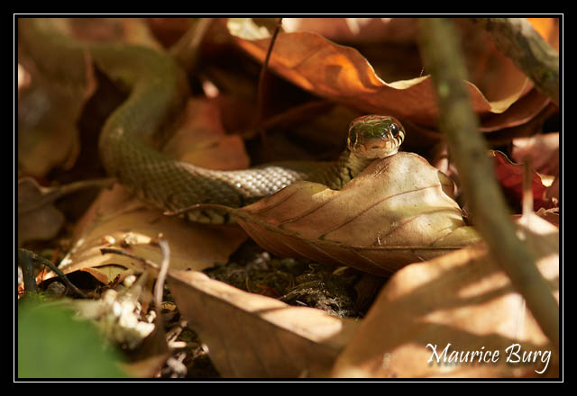 Couleuvre à collier