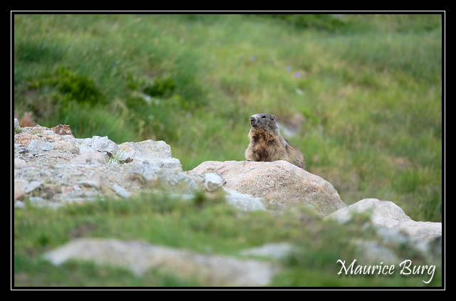 36_lac_pessons