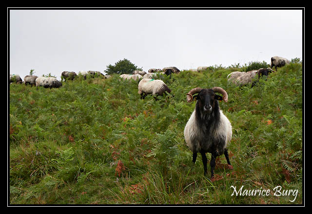 Col d'Orgambide, mouton à tête noire
