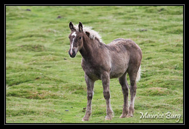 Col d'Orgambide, chevaux Pottok
