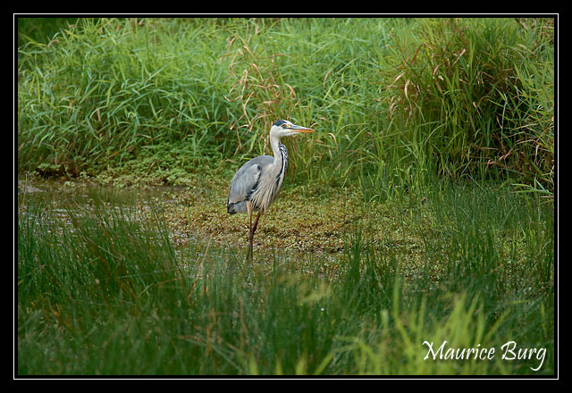 148_Etang de Murat