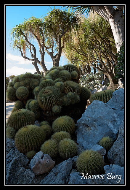 Le jardin exotique
