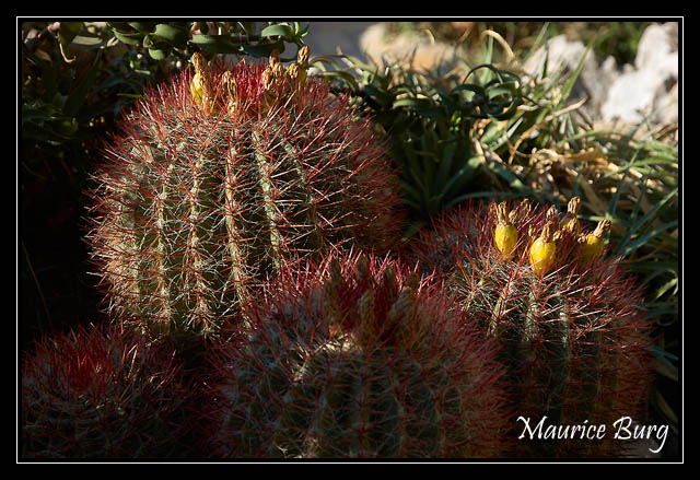 Le jardin exotique