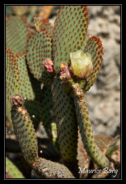 Le jardin exotique