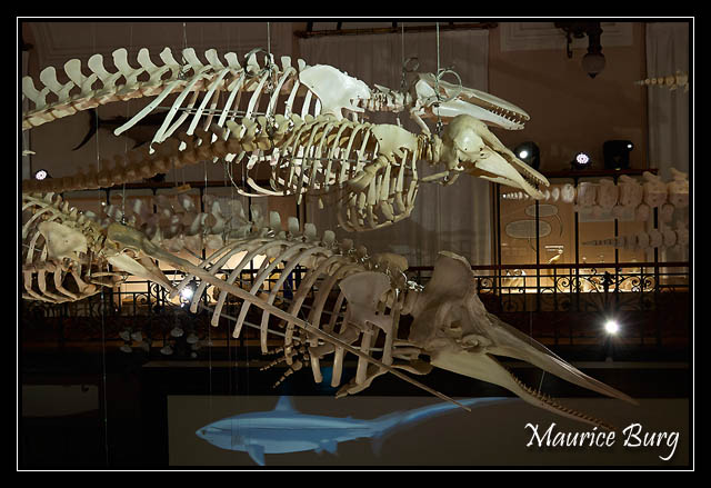 Le musée océanographique